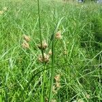 Bolboschoenus laticarpus Flower