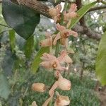 Guarea macrophylla Õis