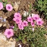 Linum pubescens Flower