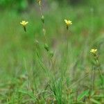 Oenothera linifolia Habit