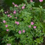 Geranium × oxonianum Habitat