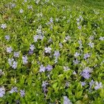 Vinca minorപുഷ്പം