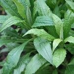 Solidago altissima Blatt