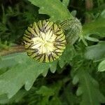 Leucanthemum ircutianum Кветка