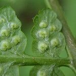 Dryopteris pentheri Blatt