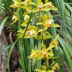 Cymbidium lowianum Květ