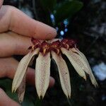 Bulbophyllum longiflorum Flor