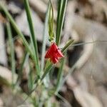 Lathyrus setifolius फूल