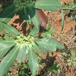 Euphorbia heterophylla Leaf