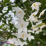 Solanum jasminoidesFlower