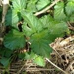 Lantana viburnoides برگ