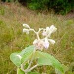 Solanum mauritianum Flor