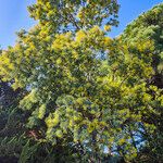 Acacia decurrens Floro