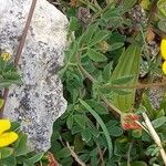 Lotus corniculatus Feuille