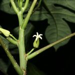 Vasconcellea microcarpa Fleur