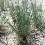 Corynephorus canescens 葉
