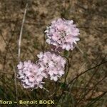 Armeria macrophylla অভ্যাস
