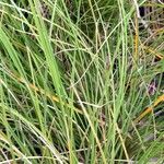 Carex buchananii Blad