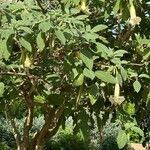 Brugmansia arborea Õis