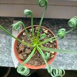 Albuca spiralis Folha