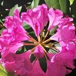 Rhododendron ferrugineum Blodyn
