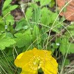 Meconopsis cambrica Hábito