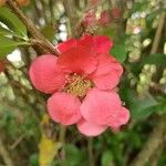 Chaenomeles speciosaBloem