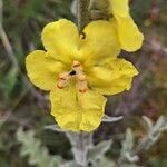 Verbascum undulatum Flower