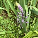 Nectaroscilla hyacinthoides Kukka