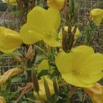 Oenothera glazioviana Λουλούδι