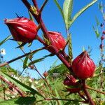 Hibiscus sabdariffa Blomst