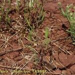 Dianthus nudiflorus Habit