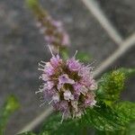 Mentha × piperita Květ