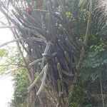 Echinopsis bridgesii Kora