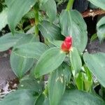 Costus spicatus Fuelha