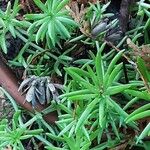 Sedum mexicanum Blad