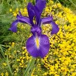 Iris latifolia Blodyn
