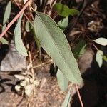 Eucalyptus camaldulensis List