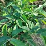 Erythrina crista-galli পাতা