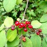 Lonicera xylosteum Fruit