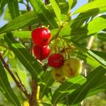 Malpighia linearis Fruto