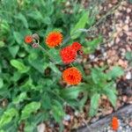 Emilia coccinea Flower