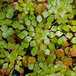 Ludwigia sedoides برگ