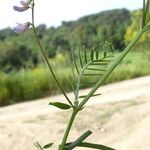 Vicia disperma 叶