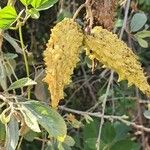 Cynanchum insipidum Frucht