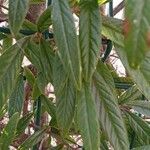 Cotoneaster salicifolius Feuille