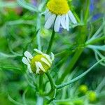 Matricaria chamomillaFlower