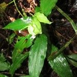 Commelina rufipes Habit