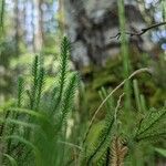 Lycopodium clavatum Bark