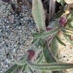 Silene nicaeensis Leaf